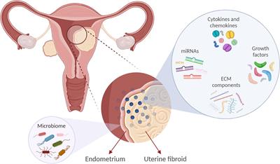 Understanding the Impact of Uterine Fibroids on Human Endometrium Function